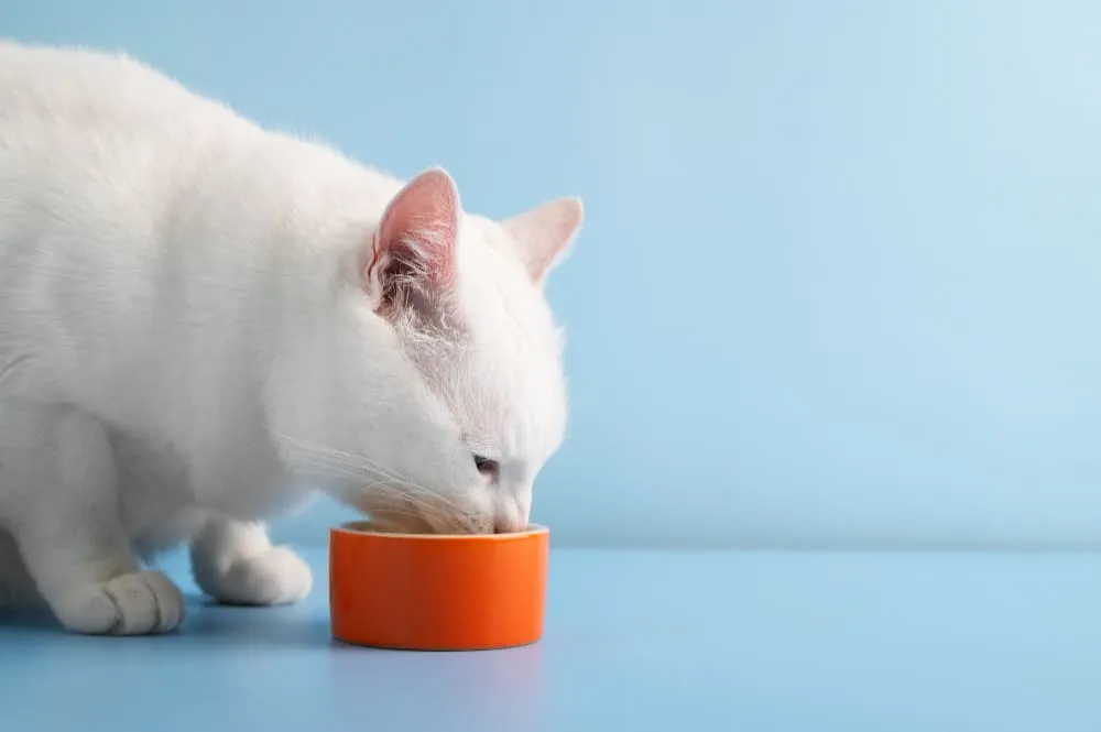 Gato blanco comiendo de un cuenco