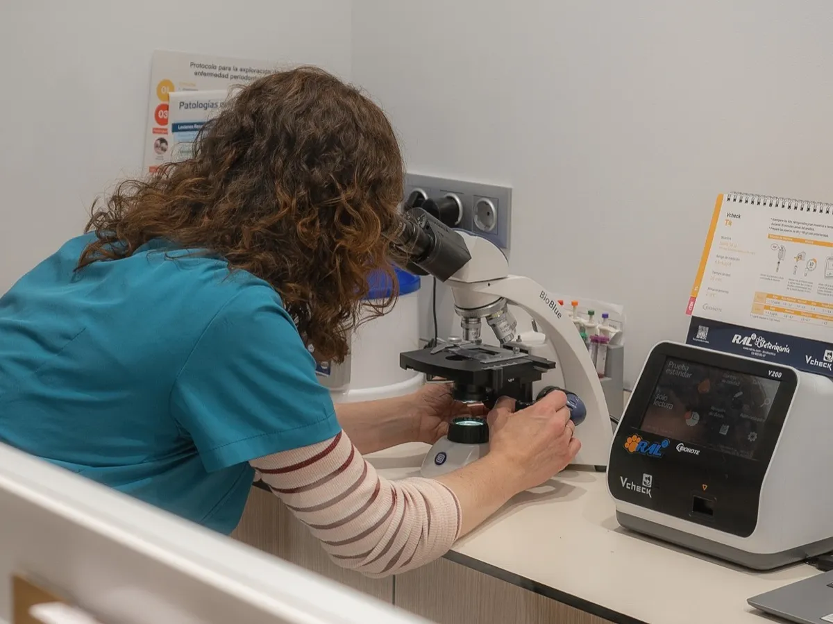Veterinaria observando una muestra al microscopio junto al analizador en el laboratorio de la clínica