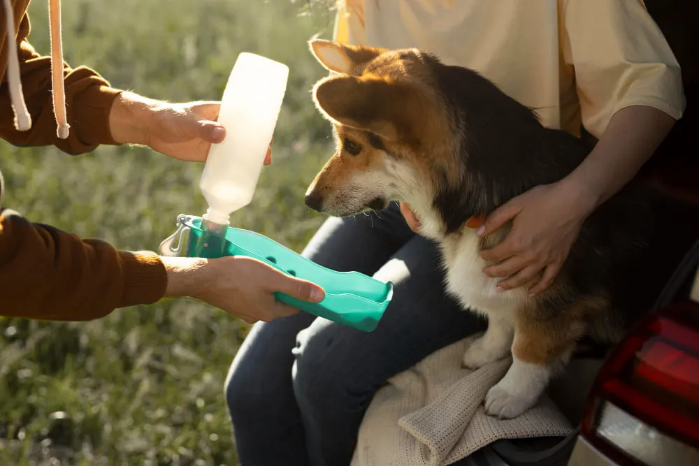Cachorro en su primera revisión veterinaria