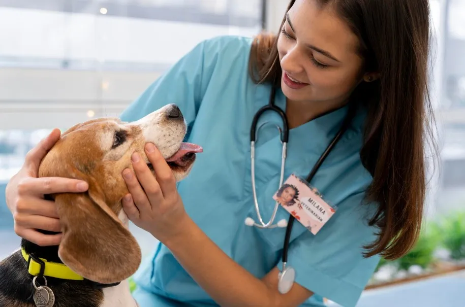 Revisión dental de un perro en la clínica