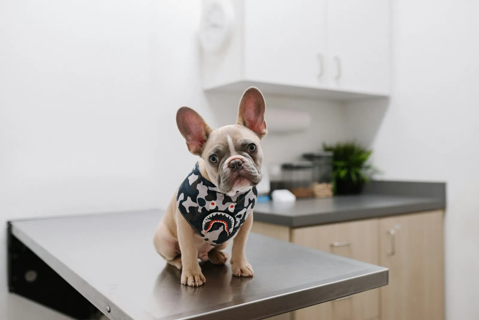 Veterinaria revisando a un perro sano en consulta