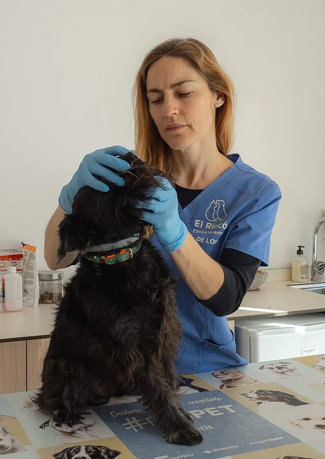 Veterinaria del equipo explorando el oído de un perro en consulta