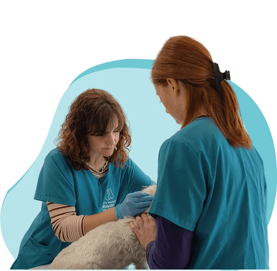 Dos veterinarias del equipo atendiendo a un perro en la clínica