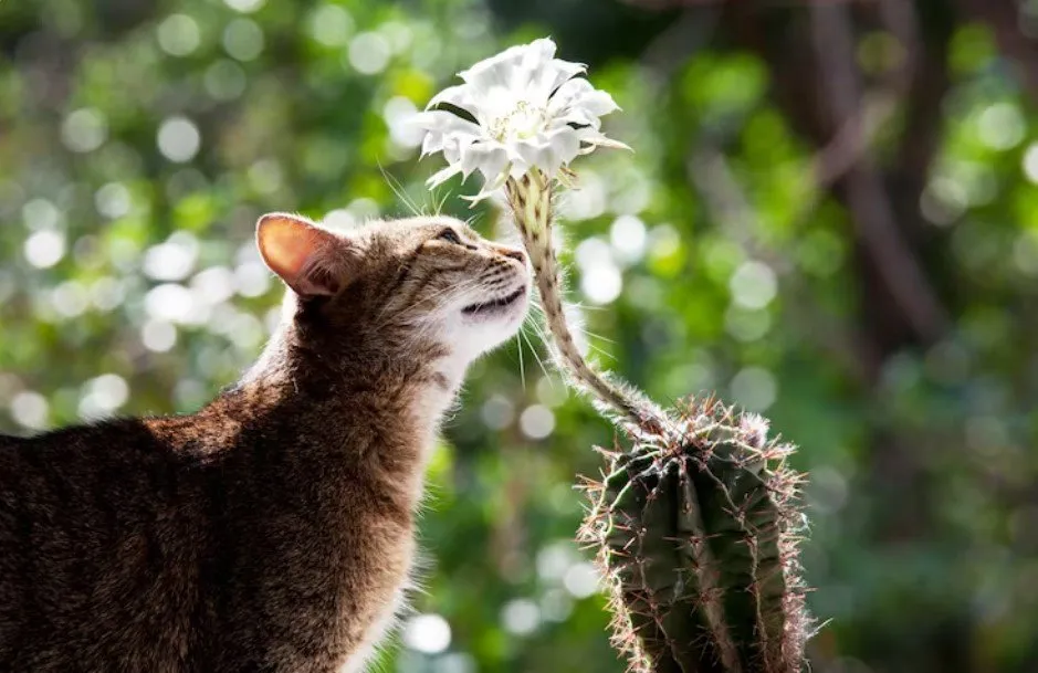 Gato junto a un ramo de flores