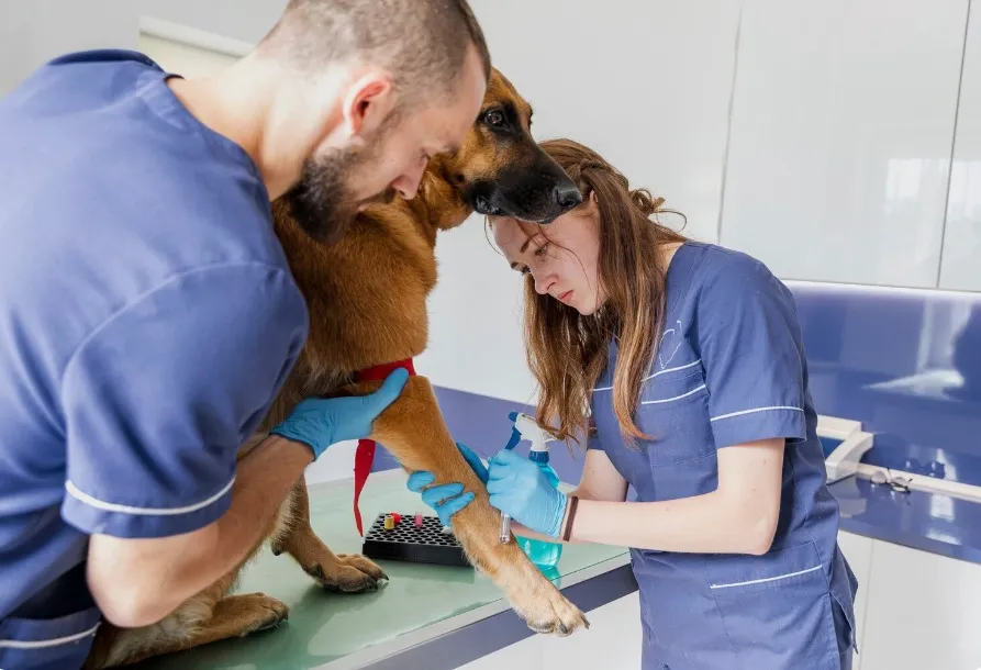 Revisión de un perro con una fractura