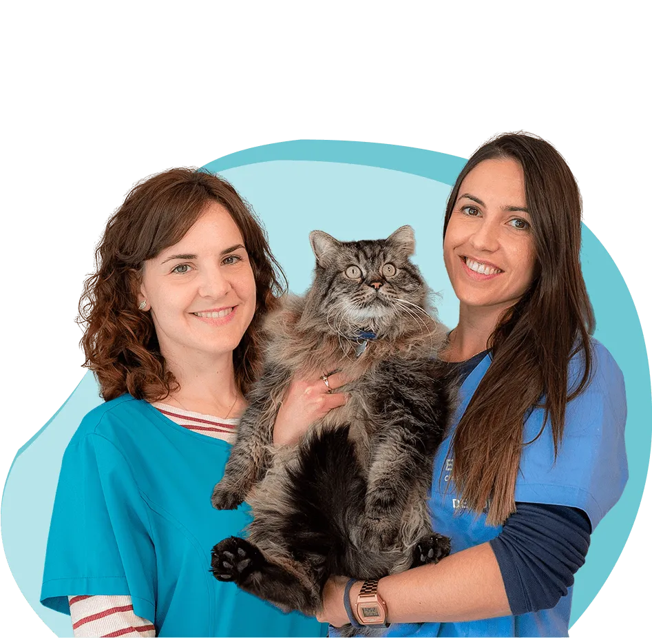 Dos veterinarias del equipo de la Clínica Rincón de Loix sosteniendo un gato persa gris