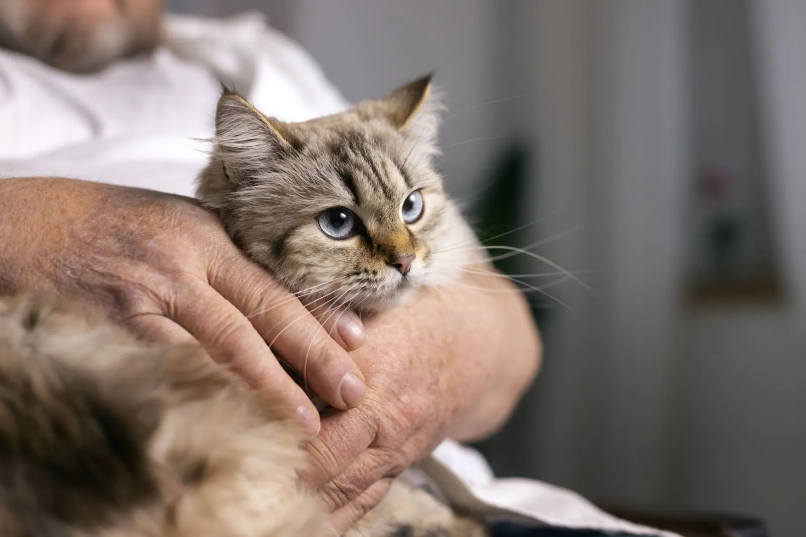 Gato mayor en un chequeo renal