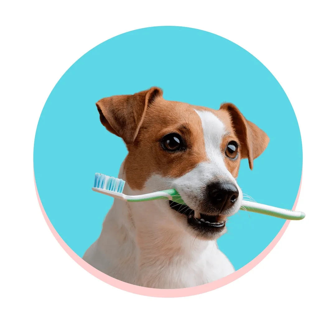 Detalle de la dentadura de un perro