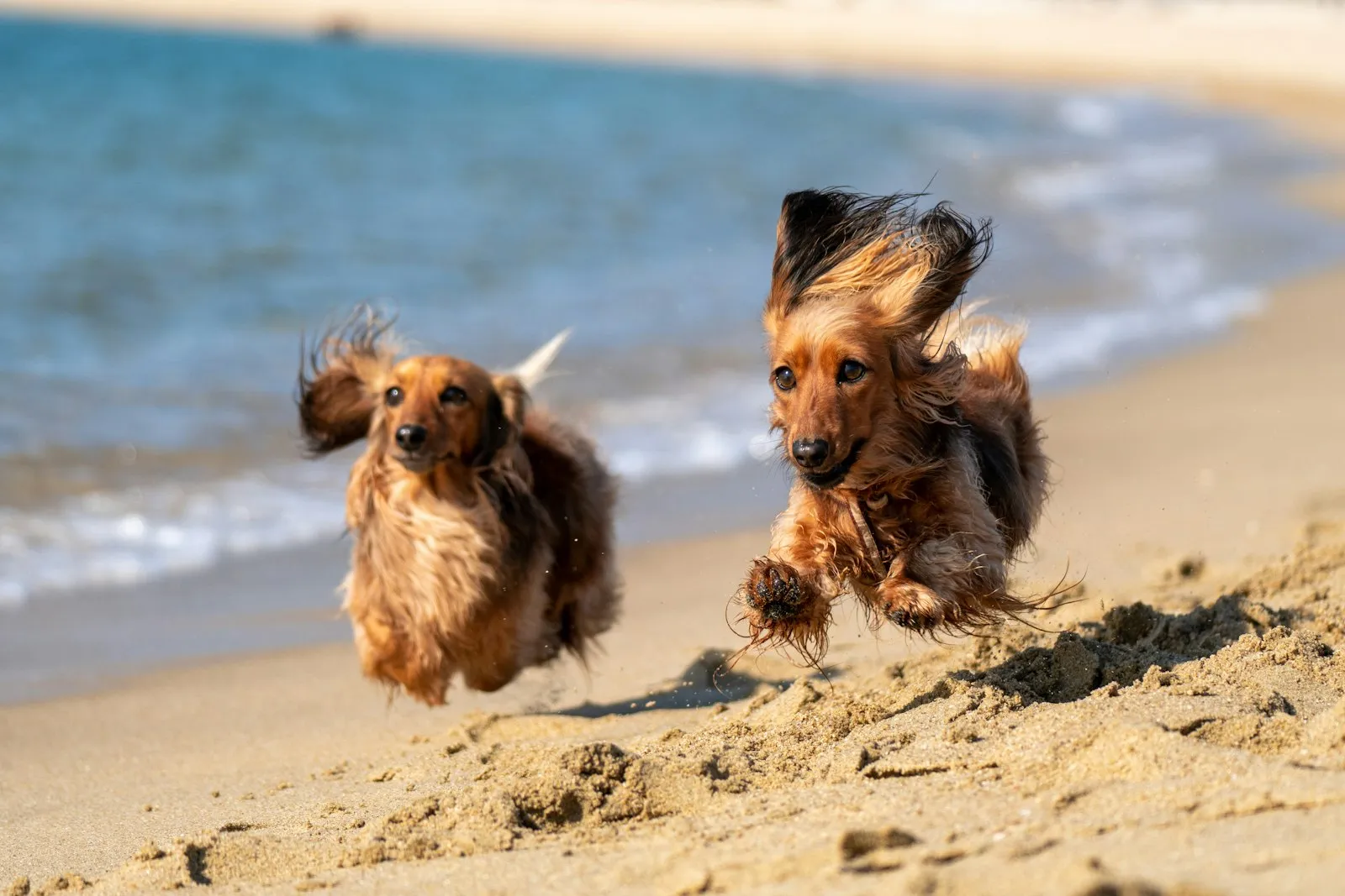 Perros corriendo por la playa