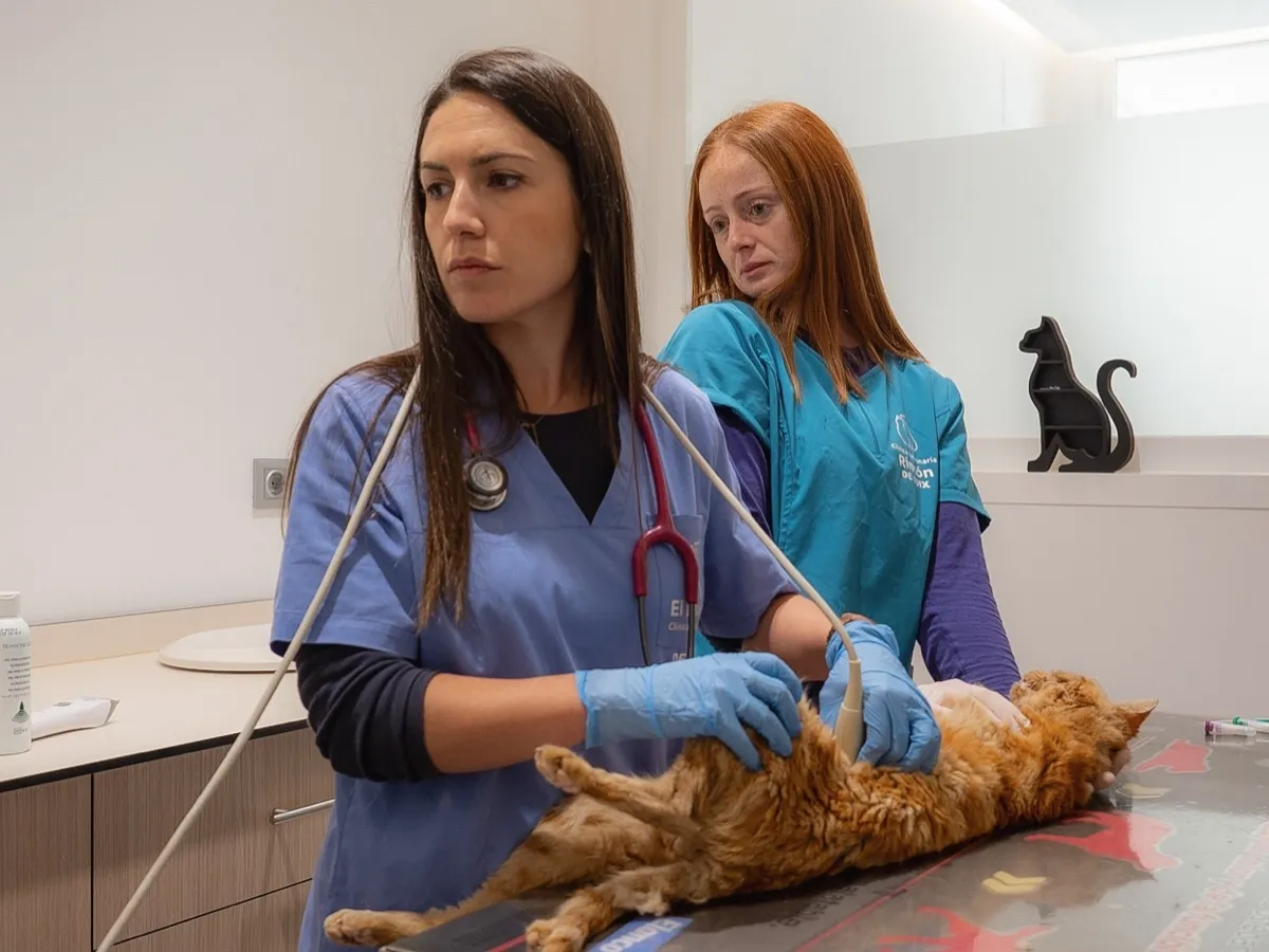 Veterinarias de Rincón de Loix realizando una ecografía abdominal a un gato en consulta