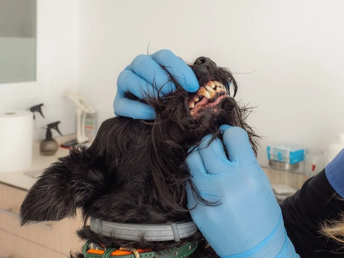 Revisión dental a un perro con guantes en la consulta de la Clínica Veterinaria Rincón de Loix