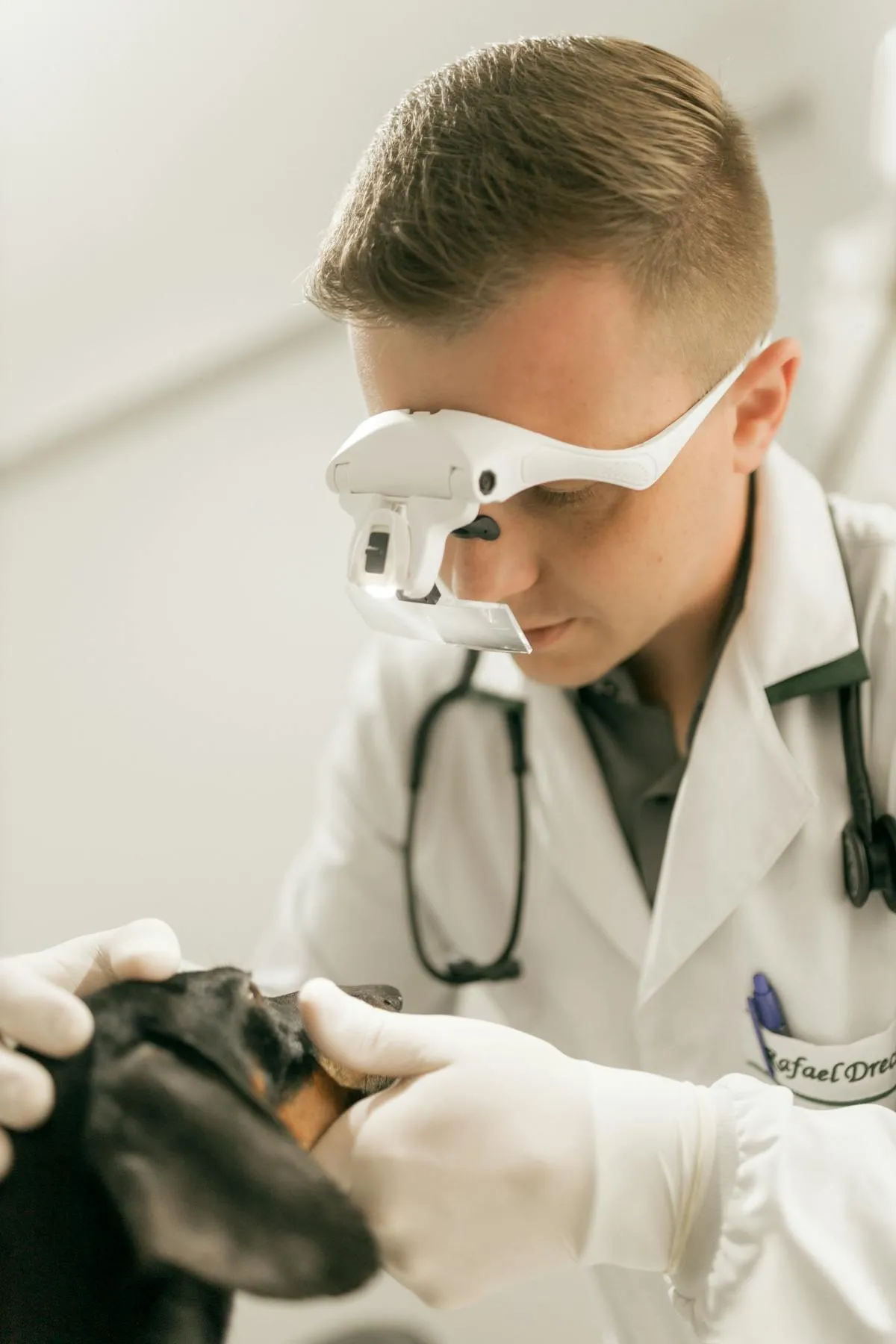 Veterinario explorando el ojo de un perro con lupa de aumento en consulta