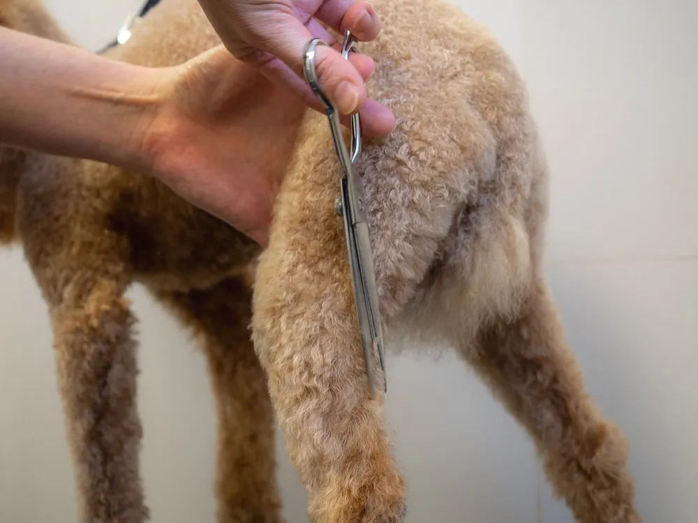 Peluquería — Clínica Veterinaria Rincón de Loix
