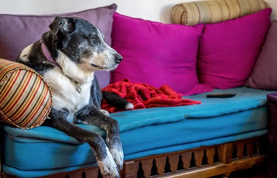 Perro tranquilo esperando solo en casa