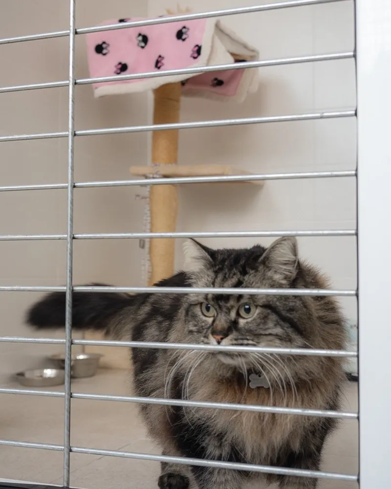 Residencia felina — Clínica Veterinaria Rincón de Loix