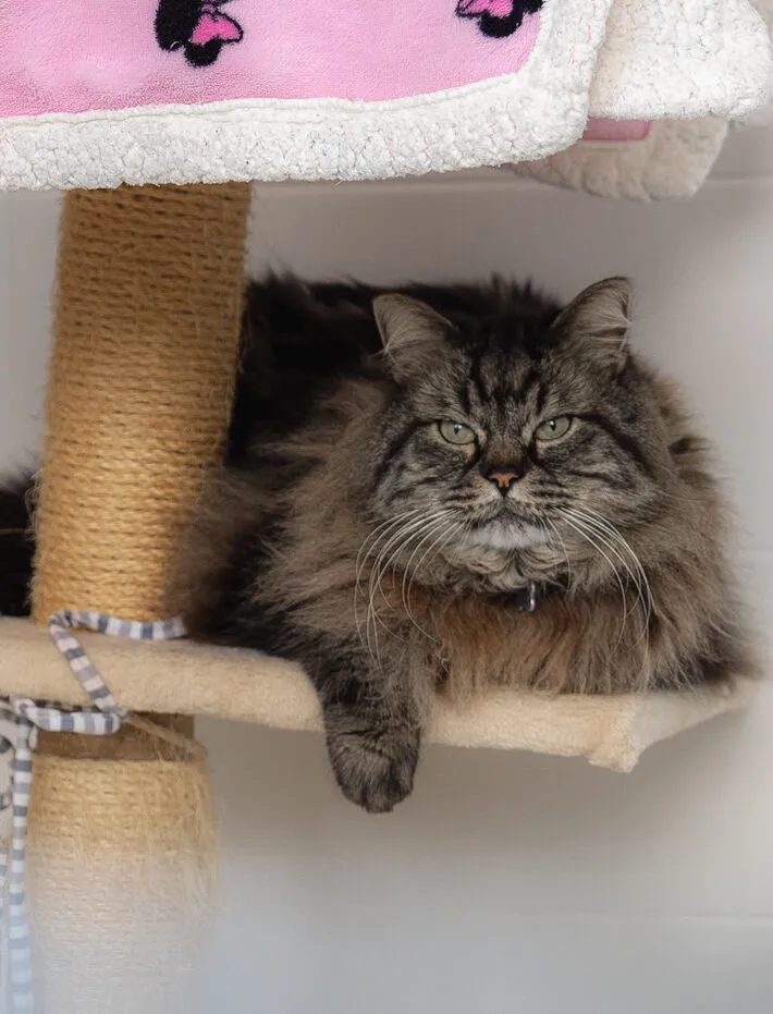 Gato de pelo largo descansando tranquilo en un rascador de la residencia felina