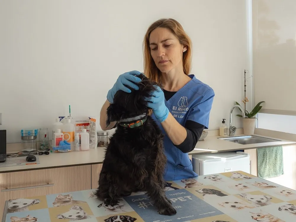 Sala de consulta — Clínica Veterinaria Rincón de Loix