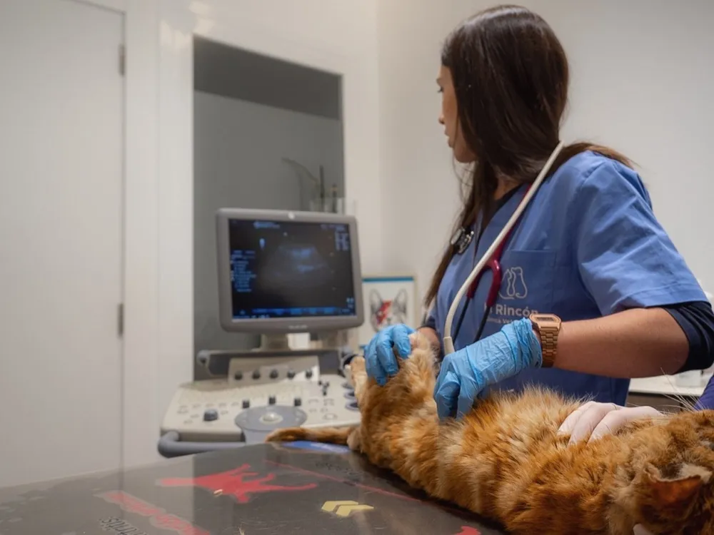 Sala de ecografías — Clínica Veterinaria Rincón de Loix