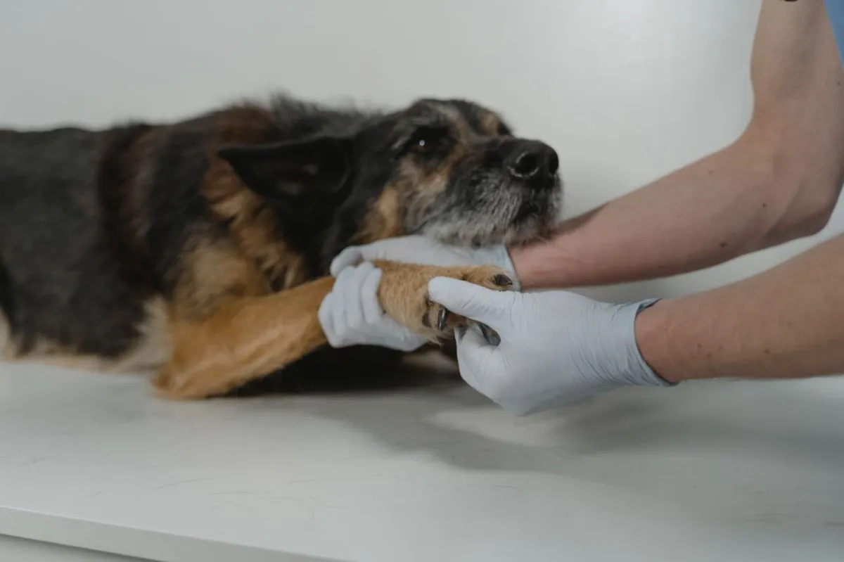 Veterinaria explorando con guantes la extremidad de un perro sobre la mesa de consulta