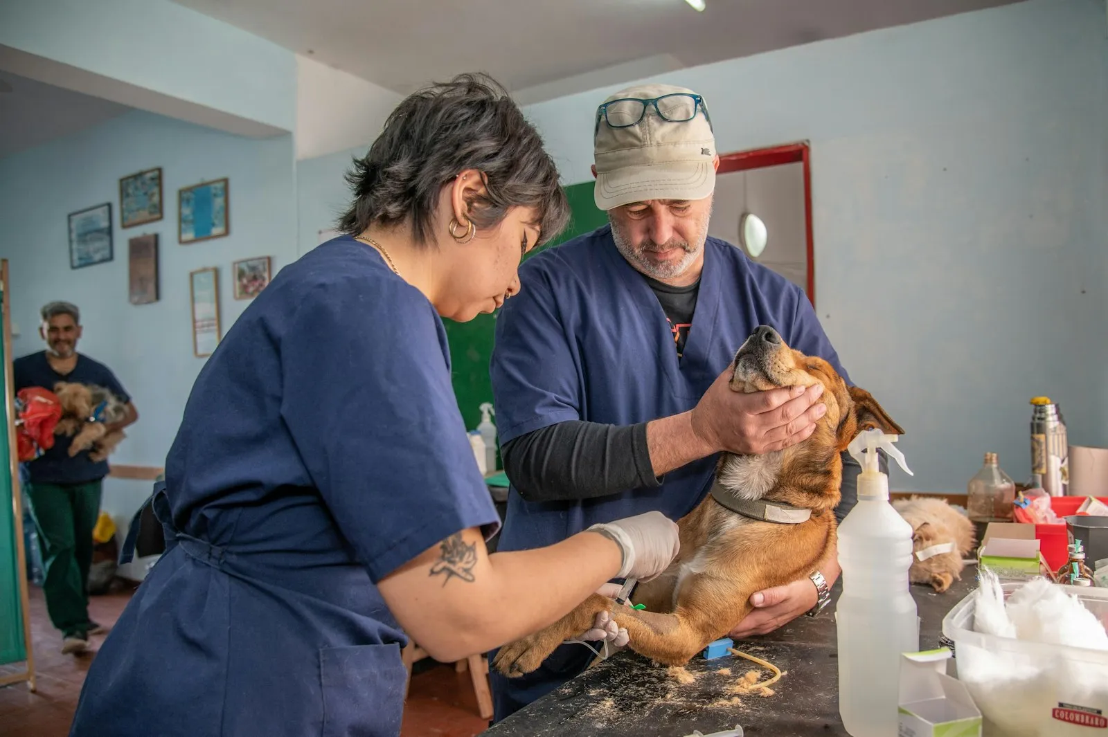 Veterinario vacunando a un perro